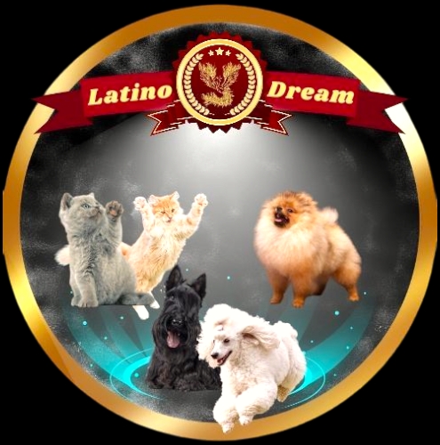 Latino Dream